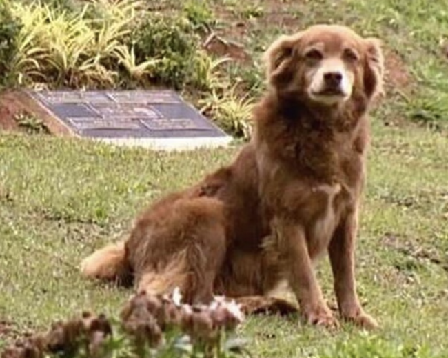 São Paulo, evcil hayvanların sahiplerine birlikteki gömülmesine müsaade veren kanun çıkardı