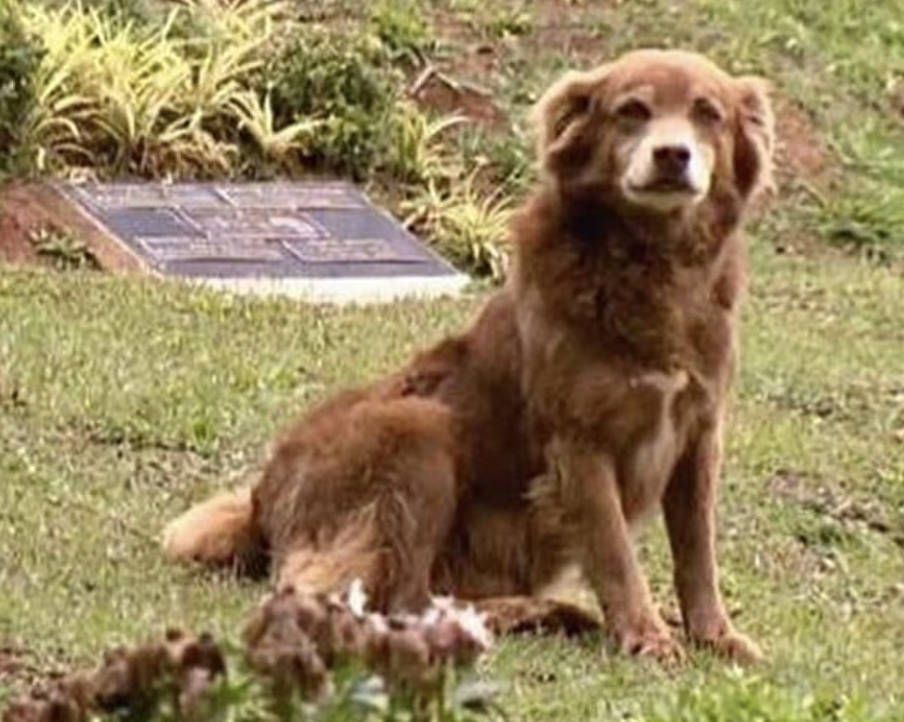 São Paulo, evcil hayvanların sahiplerine birlikte gömülmesine izin veren yasa çıkardı