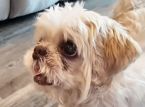 Kayıp k&ouml;pek evden 1.000 mil uzakta yepyeni bir isimle bulunur