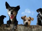 Adam, s&uuml;rekli havlama y&uuml;z&uuml;nden l&uuml;ks k&ouml;pek otelini mahkemeye verdi