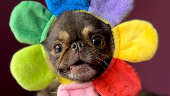 TikTok fenomeni King Chilli the Pug, GoFundMe'nin hayat kurtarma ameliyatı hedefini aştı