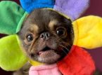 TikTok fenomeni King Chilli the Pug, GoFundMe'nin hayat kurtarma ameliyatı hedefini aştı