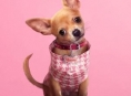 Prime Video 's Legally Blonde &ouml;nc&uuml;l, Elle, Temmuz ayında pr&ouml;miyer yapıyor