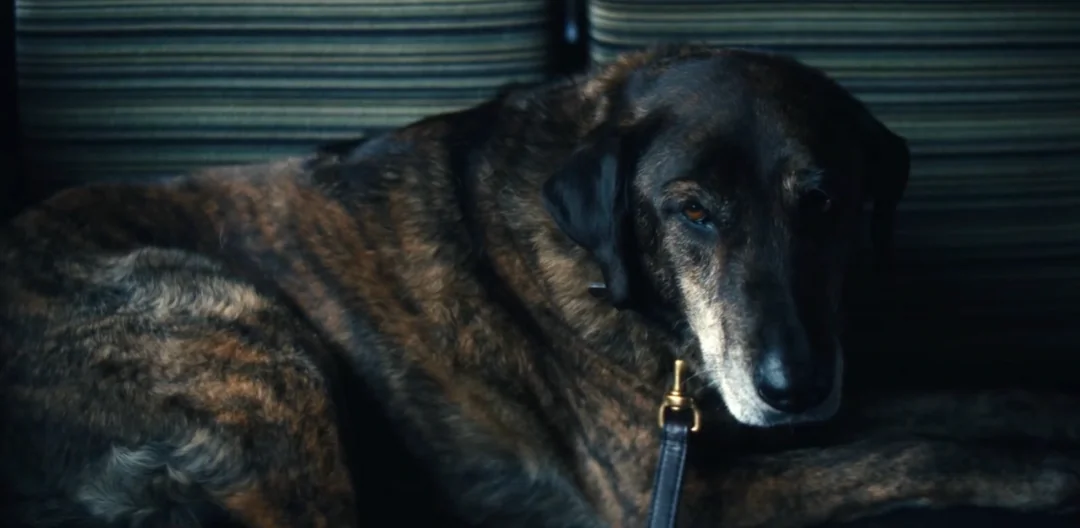 Severance en az dört sezon sürecek, yan ürünler mümkün