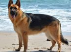 German Shephherd, Kuzey Denizi'nde s&uuml;r&uuml;klenerek iki saatlik bir sınavdan sağ kurtuldu