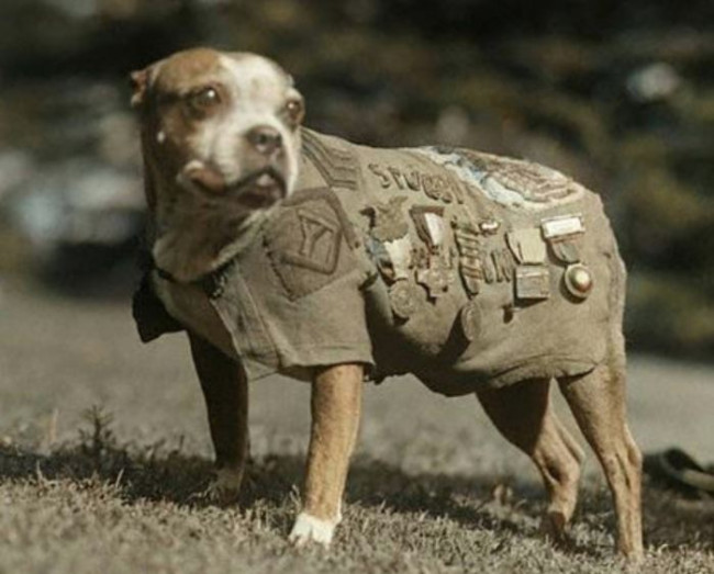 Nebraska'da köpek yanlışlıkla pompalı tüfek ateşledi, kadını yaraladı