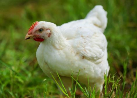Veterinerler Birleşik Krallık'ta tavuk kafeslerinin tamamen yasaklanmasını talep ediyor