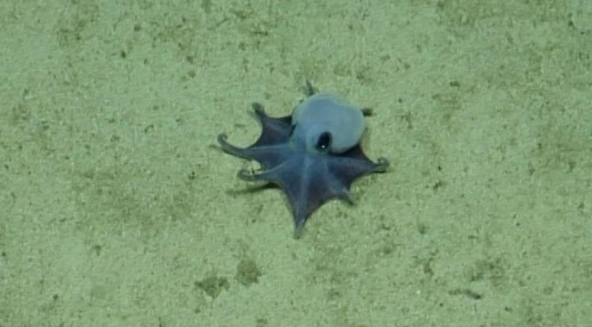 Bilim insanları Galapagos'un derinliklerinde küçük mavi ahtapot keşfediyor
