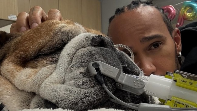 Lewis Hamilton'ın köpeği Roscoe komada: Formula 1 şampiyonu içten bir mesaj paylaşıyor