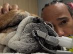 Lewis Hamilton'ın k&ouml;peği Roscoe komada: Formula 1 şampiyonu i&ccedil;ten bir mesaj paylaşıyor
