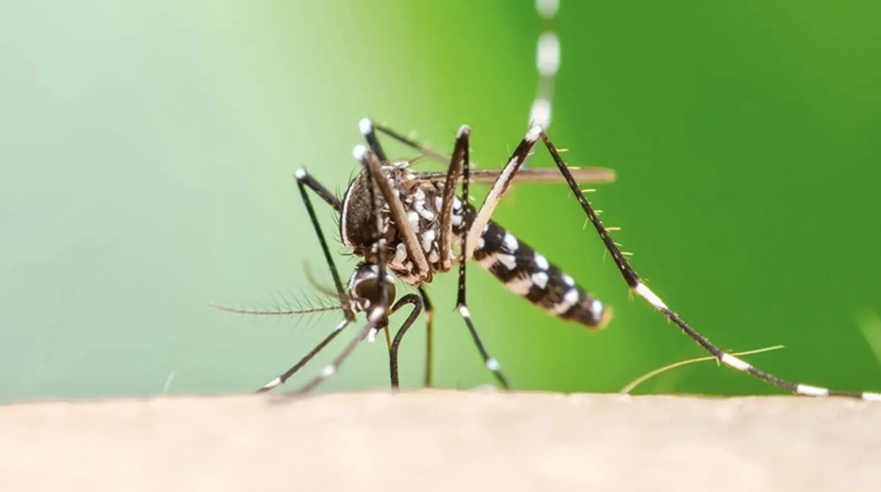 Chikungunya olarak bilinen dayanılmaz tropikal hastalık, iklim ısındıkça Avrupa'da yayılıyor