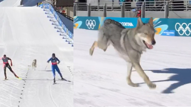 Yerel iyi çocuk Nazgul, Olimpiyatlarda kayak yarışına çarpıyor: "İnatçı ama çok tatlı"