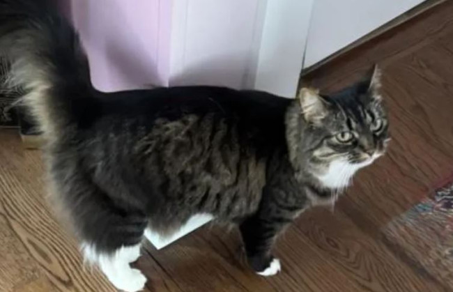 Kedi aileyi karbonmonoksit zehirlenmesinden kurtardı