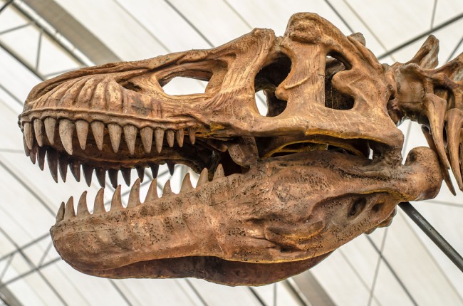 T. rex, bilim insanlarının düşündüğünden daha yavaş büyüdü