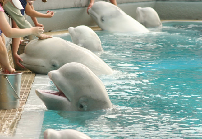 Kanada'da kapalı parkta ölüme terk edilen 30 beluga balinası ABD ve İspanya'daki hayvanat bahçelerine gönderilecek