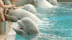 Kanada'da kapalı parkta ölüme terk edilen 30 beluga balinası ABD ve İspanya'daki hayvanat bahçelerine gönderilecek
