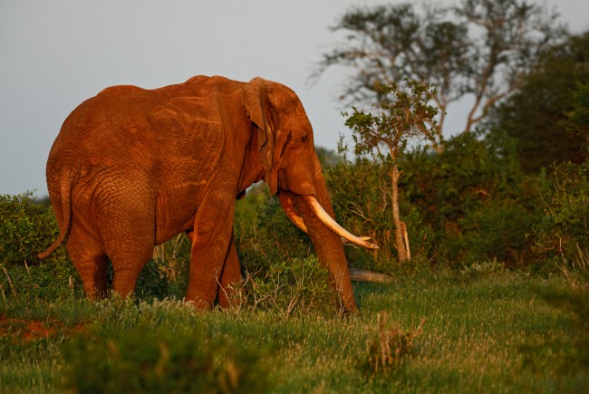 Nijerya, yaban hayatı kaçakçılarına daha katı para cezaları ve hapis cezaları uygulayacak