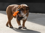 Lewis Hamilton'ın sevgili bulldogu Roscoe ne yazık ki hayatını kaybetti