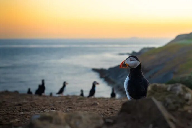 Puffin popülasyonu ikonik Skomer'da ikinci yıl boyunca rekor seviyeye ulaştı Island 
