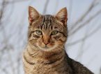 Vietnam'daki mezbahalardan kurtarılan y&uuml;zlerce kedi