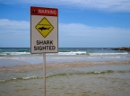Avustralya, bir dizi k&ouml;pekbalığı saldırısının ardından onlarca doğu kıyısı plajını kapattı