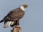 İnternet fenomeni Jackie the Bald Eagle &ouml;ld&uuml;