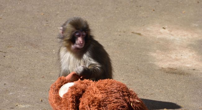 Punch the Monkey'in ahırına girmeye çalıştığı için ABD vatandaşları tutuklandı