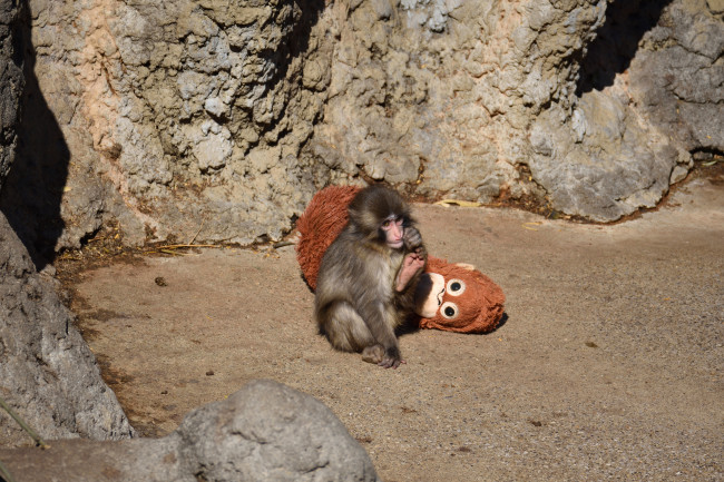 Punch the Monkey'in ahırına girmeye çalıştığı için ABD vatandaşları tutuklandı