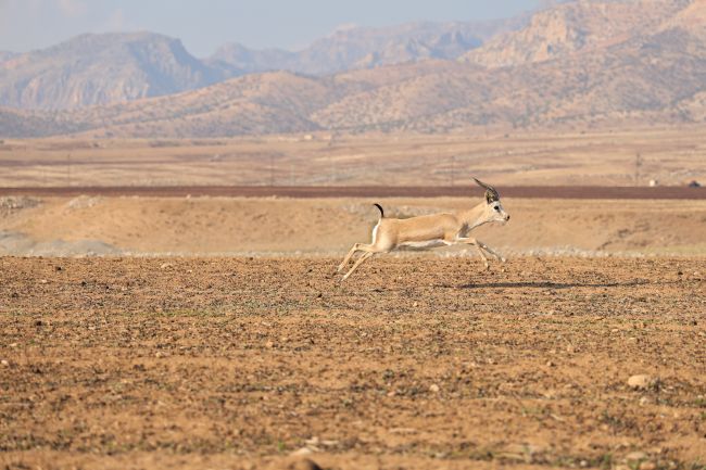 Türkiye, 50,5°C ile rekor kırarak rekor kırdı