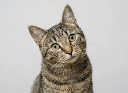 Yunan kedi sığınağı gönüllüler için ücretsiz oda ve yemek sunar, günlerinizi kedilerle sarılarak geçirin