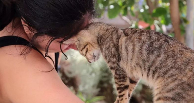 Yunan kedi sığınağı gönüllüler için ücretsiz oda ve yemek sunar, günlerinizi kedilerle sarılarak geçirin