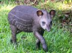 14 yıldır ilk al&ccedil;ak tapir buzağısı Birleşik Krallık hayvanat bah&ccedil;esinde karşılandı