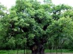 Robin Hood'un efsanevi Major Oak'u bin yıldan fazla bir s&uuml;re sonra &ouml;ld&uuml;