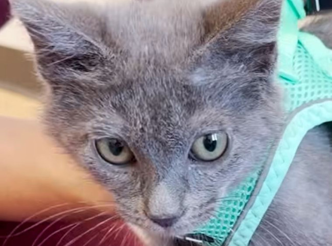 Bu minik kedi Lego yardımıyla yürümeyi öğrendi